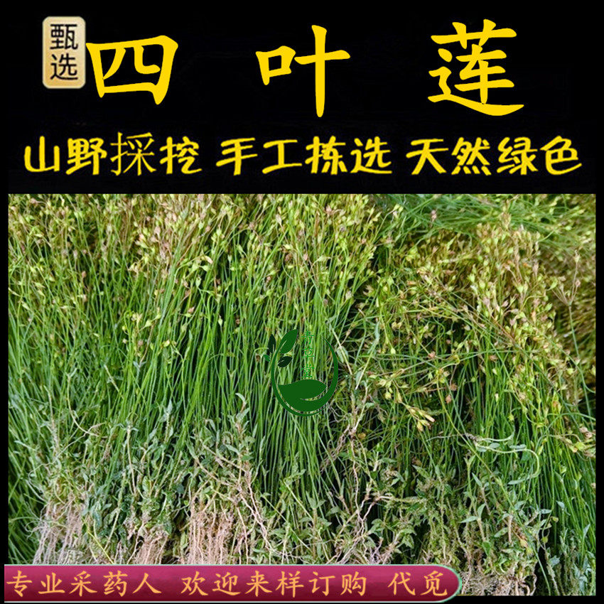 新鲜现采潮汕青草四叶莲四合梅 四合莲 四叶葎蛇舌癀天良草四叶草
