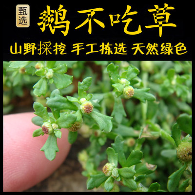 新鲜现采石胡荽潮汕青草堂鹅仔草