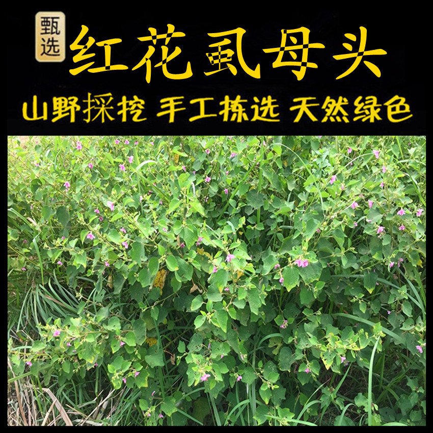肖梵天花新鲜现采潮汕青草药红花虱母头地桃花虱麻头天下捶野棉花