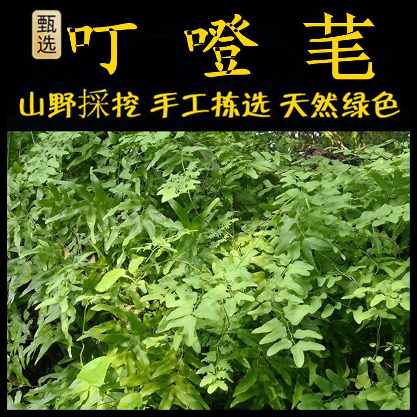 现采海金沙藤潮汕青草堂叮咚芼