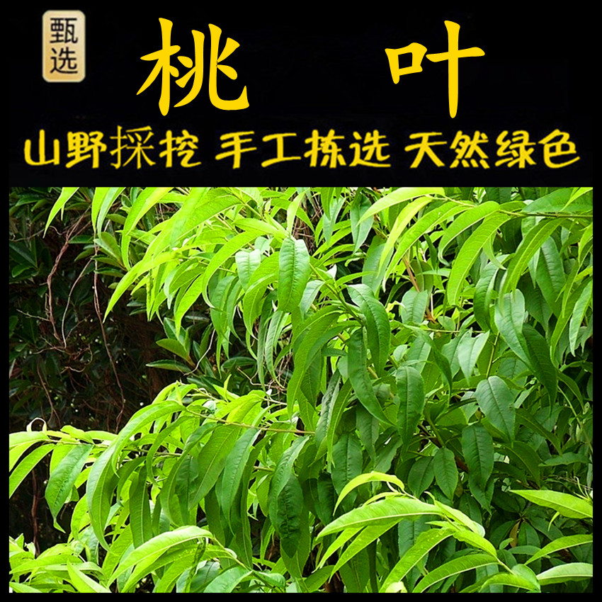 桃叶 新鲜现采 潮汕青草 药 苦桃叶 苦桃树叶