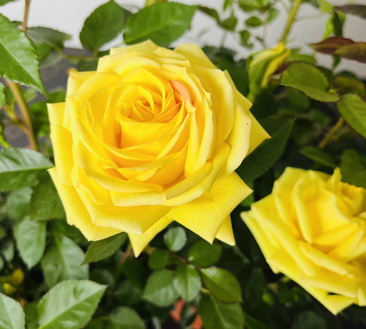 月季花 辉煌 原盆带花苞