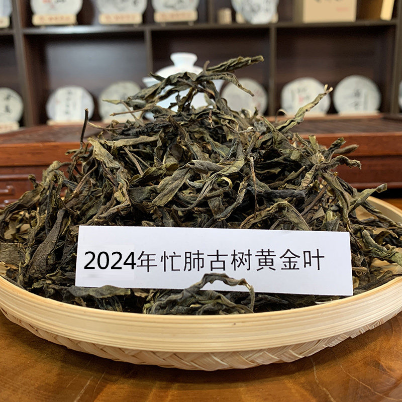 程健2024年春茶永德忙肺古树普洱茶生茶散茶黄金叶老黄片散装500g