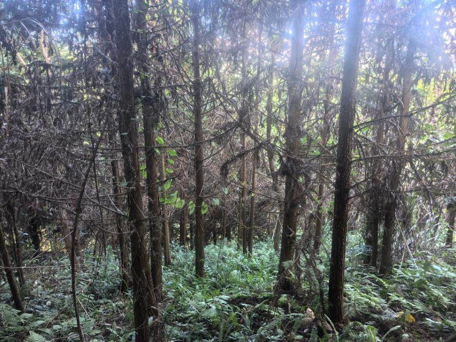 田林县潞城乡渭祥村渭祥屯“那乐”的地上林木