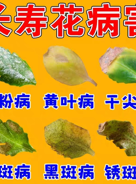 长寿花专用肥料白粉病专用复合肥催促开花烂根叶子发黄虫菌营养剂