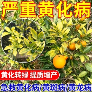 中谷农康黄化一撒清柑橘桔果树转绿青菌撒微量元素撒施颗粒肥料
