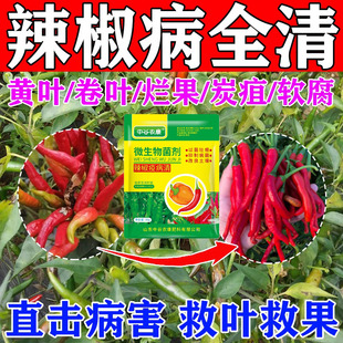 辣椒病毒病专用菌辣椒卷叶病缩叶病黄叶病白粉病炭辣椒病全治疽病
