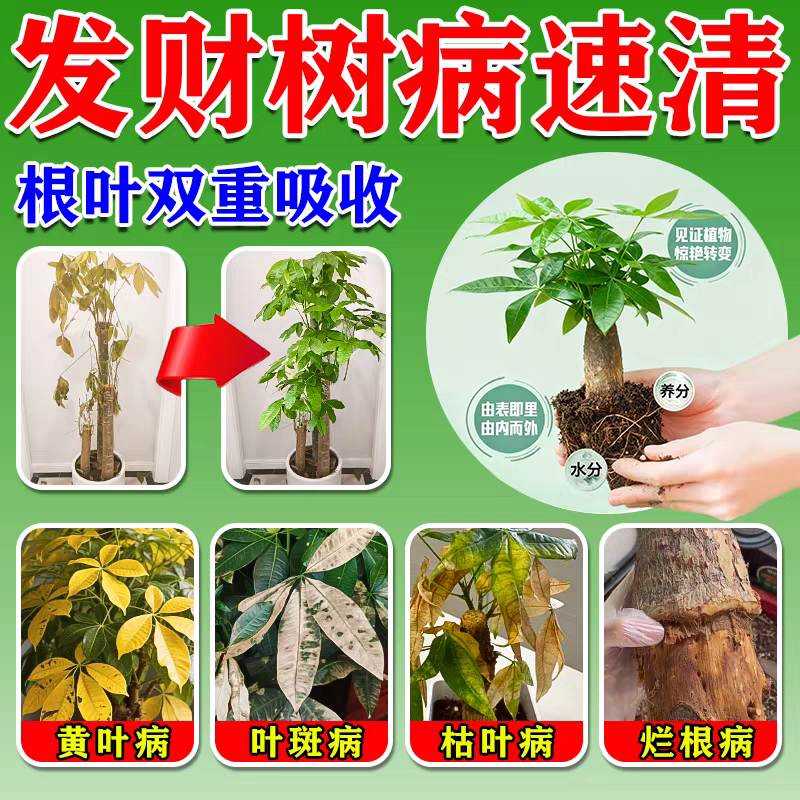 发财树病害专用芍药黄叶枯叶烂根叶斑病专用营养液叶子发黄斑白斑