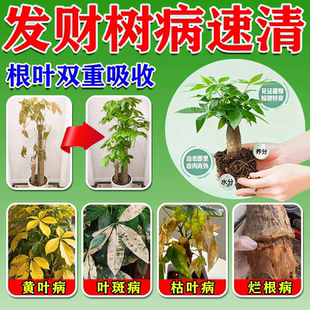 发财树病害专用芍药黄叶枯叶烂根叶斑病专用营养液叶子发黄斑白斑