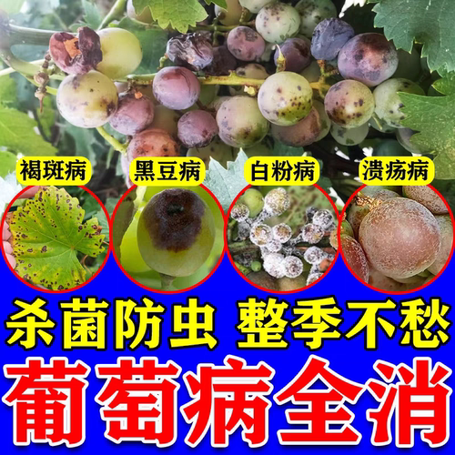 葡萄病菌清葡萄用杀菌剂微生物菌剂霜霉灰黑痘白粉褐斑葡萄专用肥