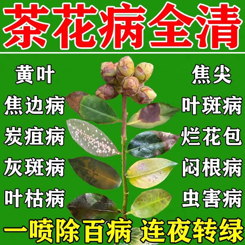 茶花黑斑病叶斑炭疽病专用杀菌药防枯叶病黄叶焦尖营养液专用肥