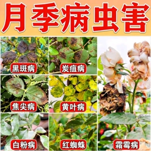 月季黑斑病专用多菌剂蔷薇玫瑰黑杆不开花黄叶白粉病害常用营养液