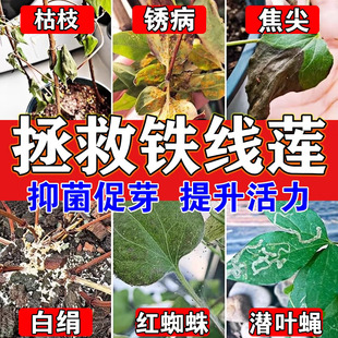 铁线莲立枯病专用多菌灵黄叶黑锈斑病枯萎烂根白绢病虫害营养肥料