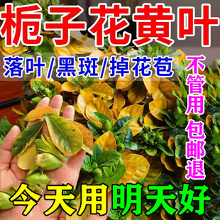 栀子花肥料专用肥营养液开花植物家用养花专用盆栽通用型酸性花肥