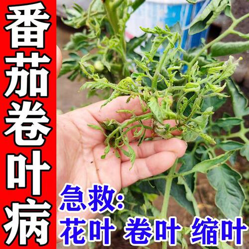 番茄卷叶病专用肥病毒病专用菌脐腐病缩叶黄叶落果黑斑灰霉病杀菌