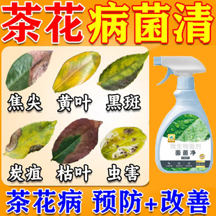 茶花枯叶病专用肥叶斑病黑斑病炭疽病焦尖黄叶营养液植物百菌灵剂