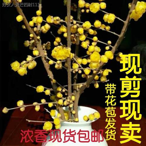 腊梅枝条鲜切浓香摆件鲜切干枝带花苞发货客厅插花瓶遇水开花包邮