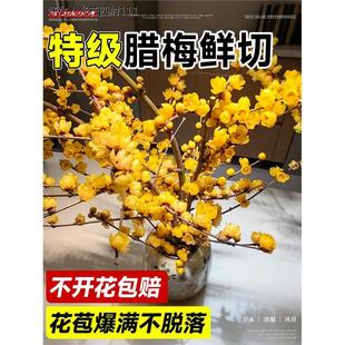 干枝腊梅花鲜花水培植物浓香型插花花卉水养雪柳鲜枝花束盆栽植物