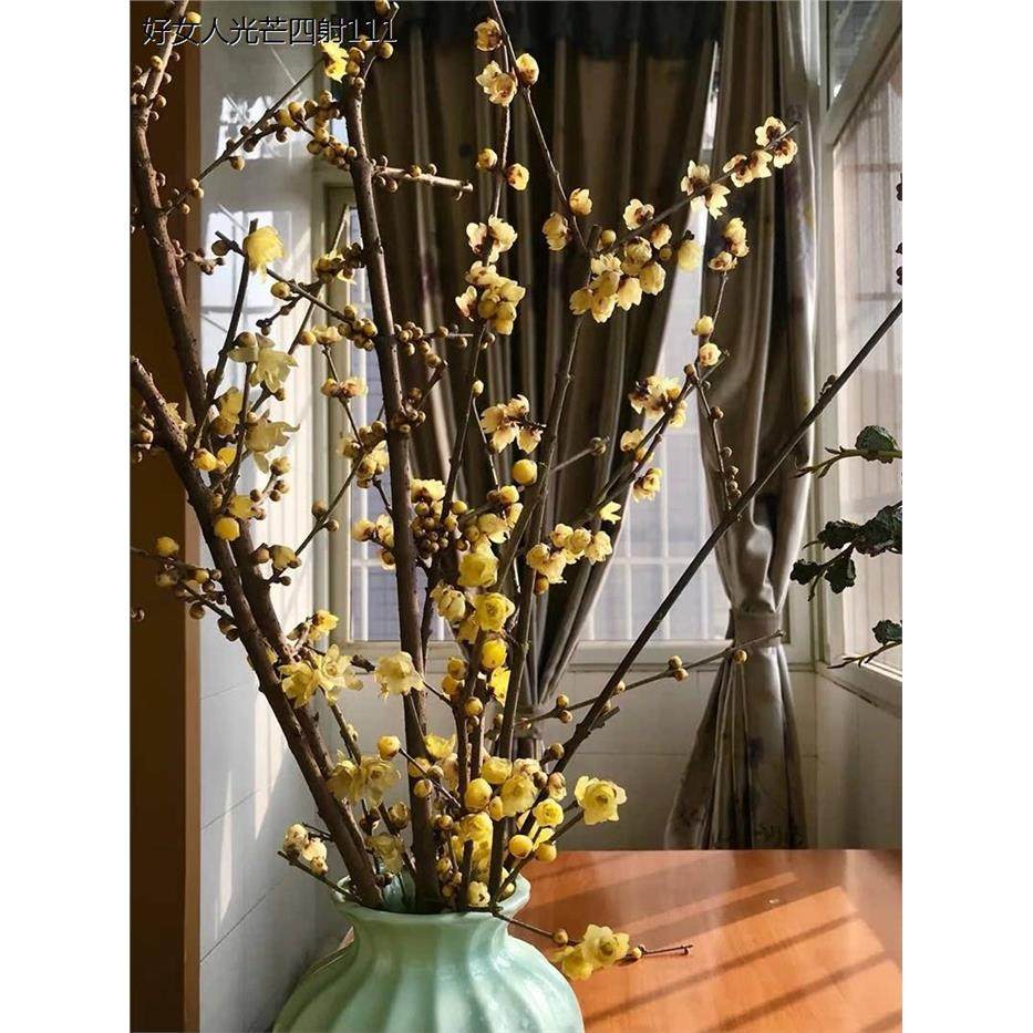 中国室内腊梅鲜花鲜切花干花插花枝条水培蜡梅带花苞干枝梅花真花