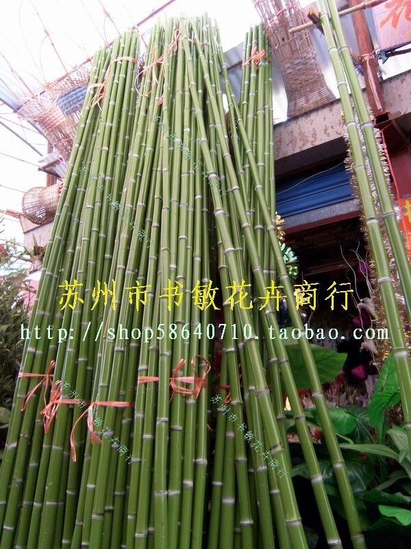 南京镇江扬州 舞蹈舞台跳舞装饰自然竹子 天然竹竿 光竹竿高2.8米