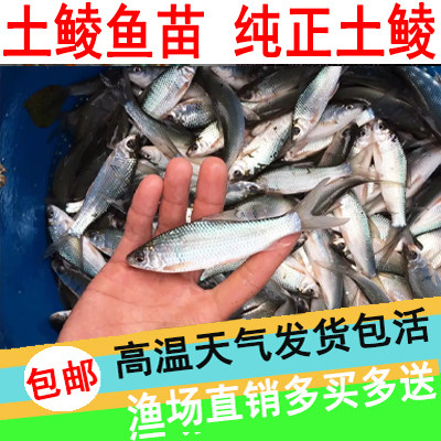 鲮鱼苗土鲮鱼苗泰鲮鱼淡水活体观赏鲮鱼苗包邮包活
