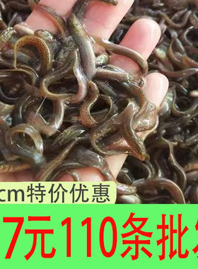 台湾泥鳅苗乌龟鱼饲料包活包损筏钓鲜活杂交泥鳅消毒包邮包活发出