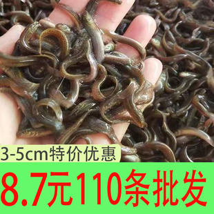 台湾泥鳅苗乌龟鱼饲料包活包损筏钓鲜活杂交泥鳅消毒包邮包活发出