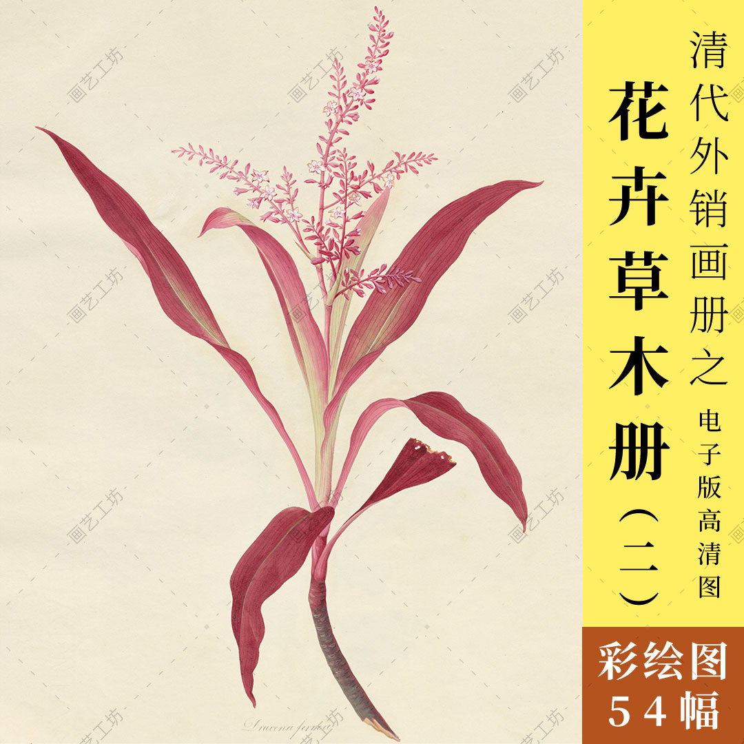 花卉草木彩绘图册清代外销画册花草植物手绘水粉水彩画彩铅博物画