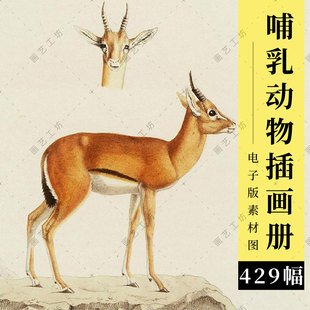动物插画绘本电子版古书图册水彩彩铅手绘博物画临摹高清图