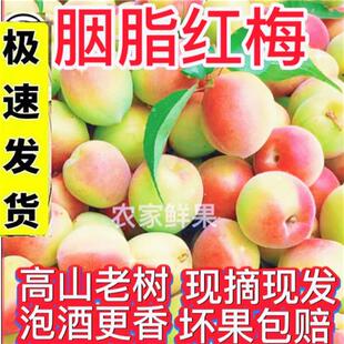 诏安胭脂红梅精选高山青梅新鲜果酵素腌制果酱梅子露酸泡酒酸水果
