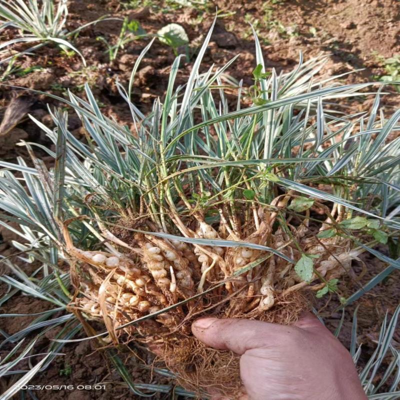 贵州母咕噜子中药材白边咕噜子z 九子连环草 珍珠草新鲜适合种植