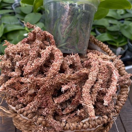 玛丽娅兰园蝴蝶兰专用智利进口水苔干苔藓