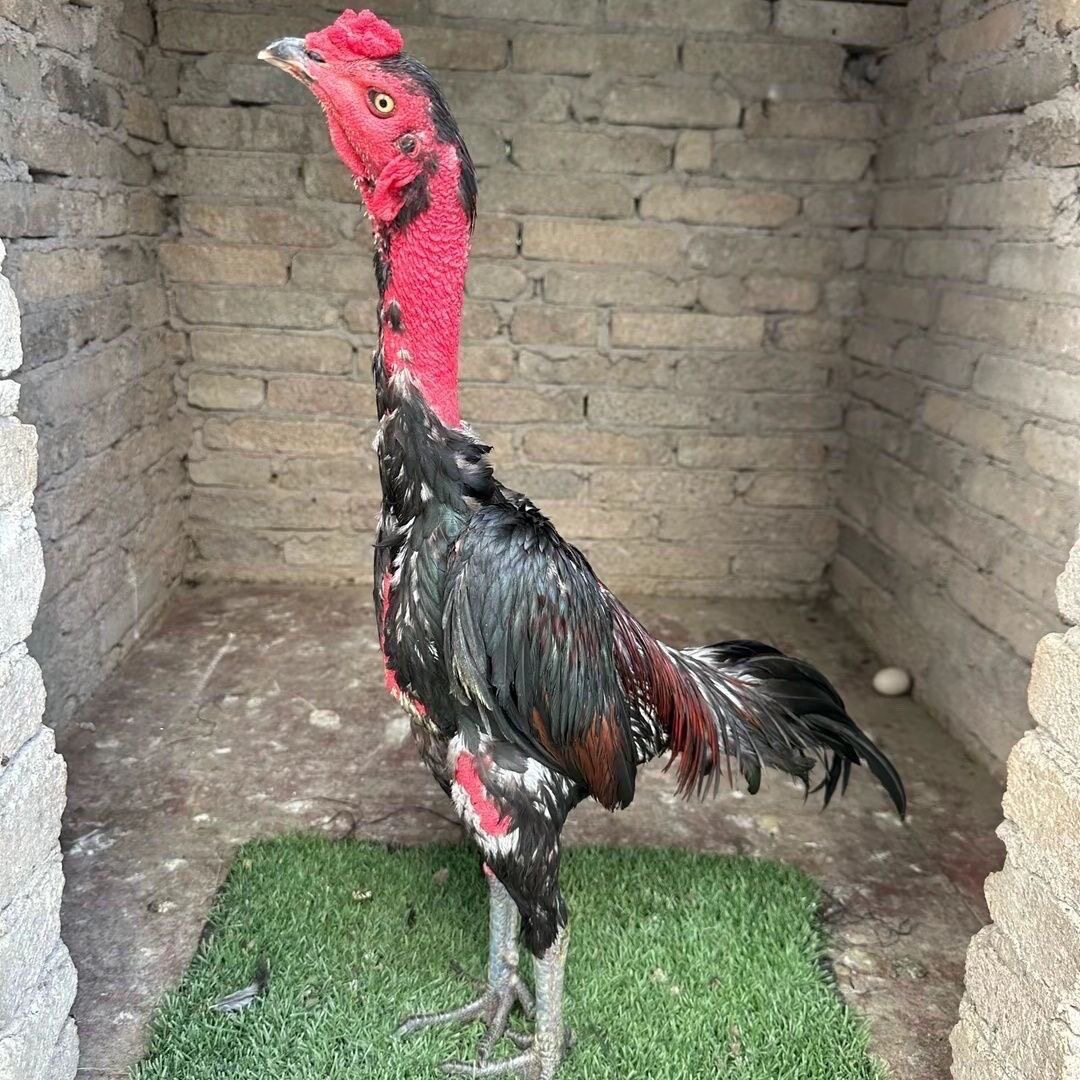 纯种越南斗鸡成年苗鬼子斗鸡出壳鸟