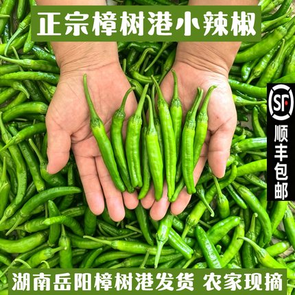 湖南特产正宗樟树港辣椒新鲜现摘薄皮香微中辣嫩小青椒下饭菜包邮