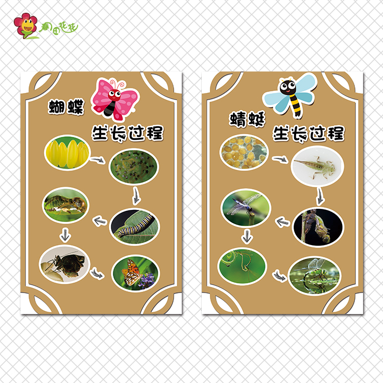 幼儿园科学探区角活动昆虫的生长过程主题墙蝴蝶的生命循环自然角