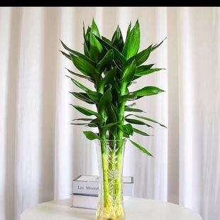 富贵竹花水养客厅带根水培观音竹粗竹盆栽室内办公室除甲醛绿植
