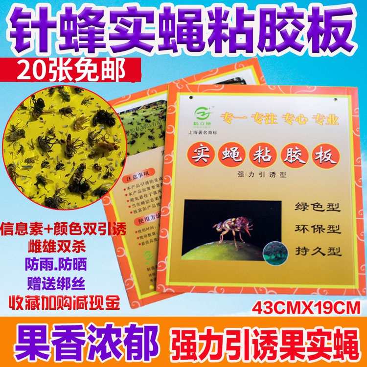 实蝇粘胶果蝇果蝇瓜果瓜果实蝇