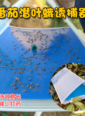 番茄潜叶蛾诱捕器诱芯诱蛾板大棚西红柿潜麦蛾诱捕器粘虫板专用