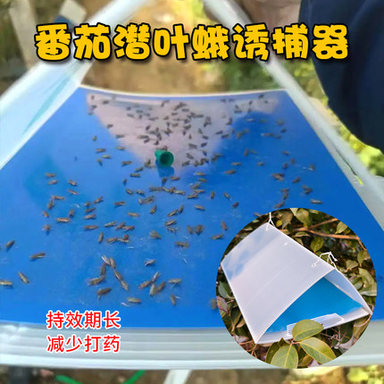 番茄潜叶蛾诱捕器诱芯诱蛾板大棚西红柿潜麦蛾诱捕器粘虫板专用