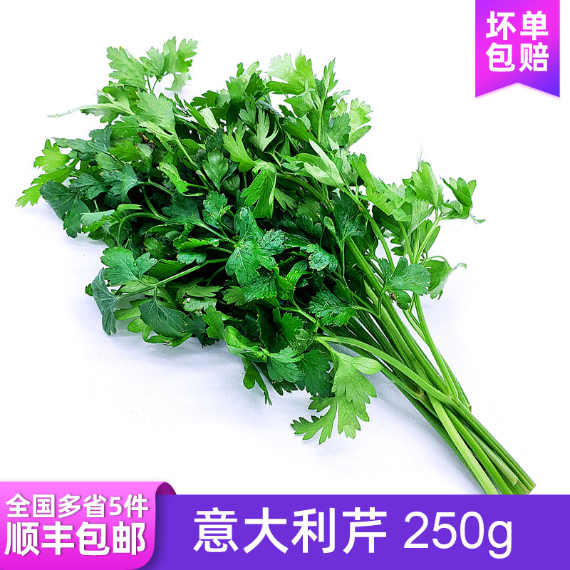 欧芹香料,欧芹调料,荷兰芹欧芹_大山谷图库