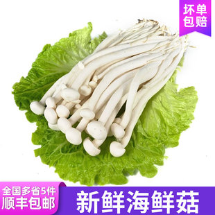 新鲜海鲜菇 食用菌菇煲汤涮菜蔬菜炒菜食材 全国多省5件包邮