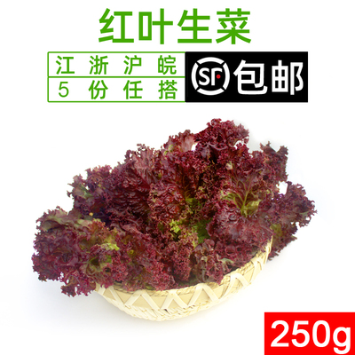 红叶生菜500g新鲜蔬菜沙拉食材