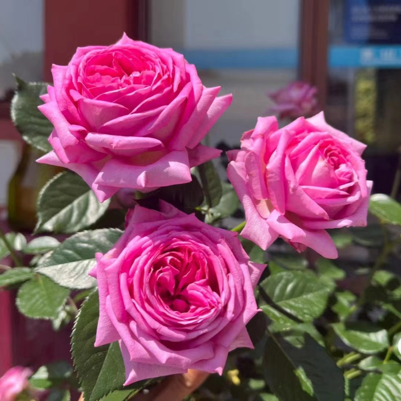 特拉方特月季玫瑰花苗