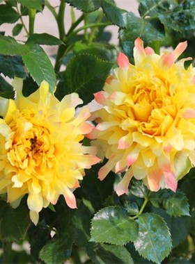 烟花波浪月季花苗黄色灌木大花卉玫瑰盆栽室内外阳台