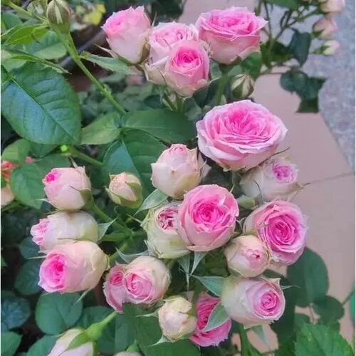 四季灌小伊甸园月季花苗粉色多头丰花月季阳台花园绿植