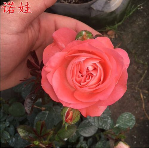 诺娃阳台月季花苗浓香四季开花带花苞玫瑰花苗阳台盆栽