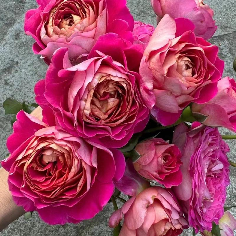 伊莱百年庆典月季花苗