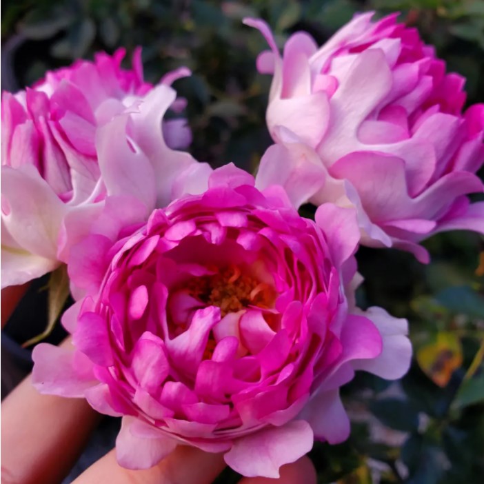 梦幻褶边月季花苗黄色灌木大花卉玫瑰盆栽室内外阳台