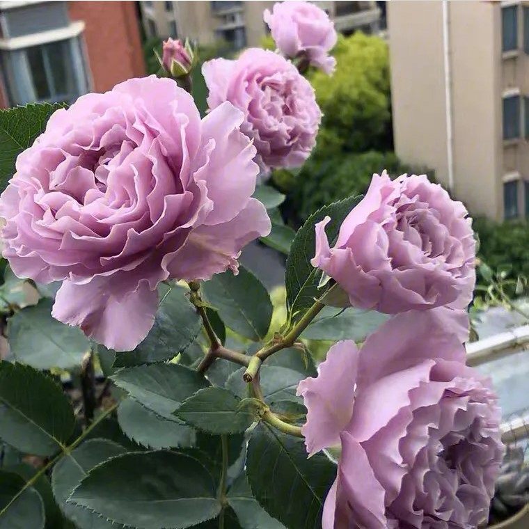 蜻蜓 日本月季花苗 紫色浓香 盆栽地栽 绿色植物花卉 玫瑰花