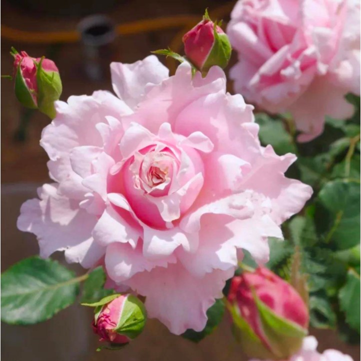 索菲罗莎月季花苗大花浓香直立性开花粉色玫瑰花四季盆栽花卉植物